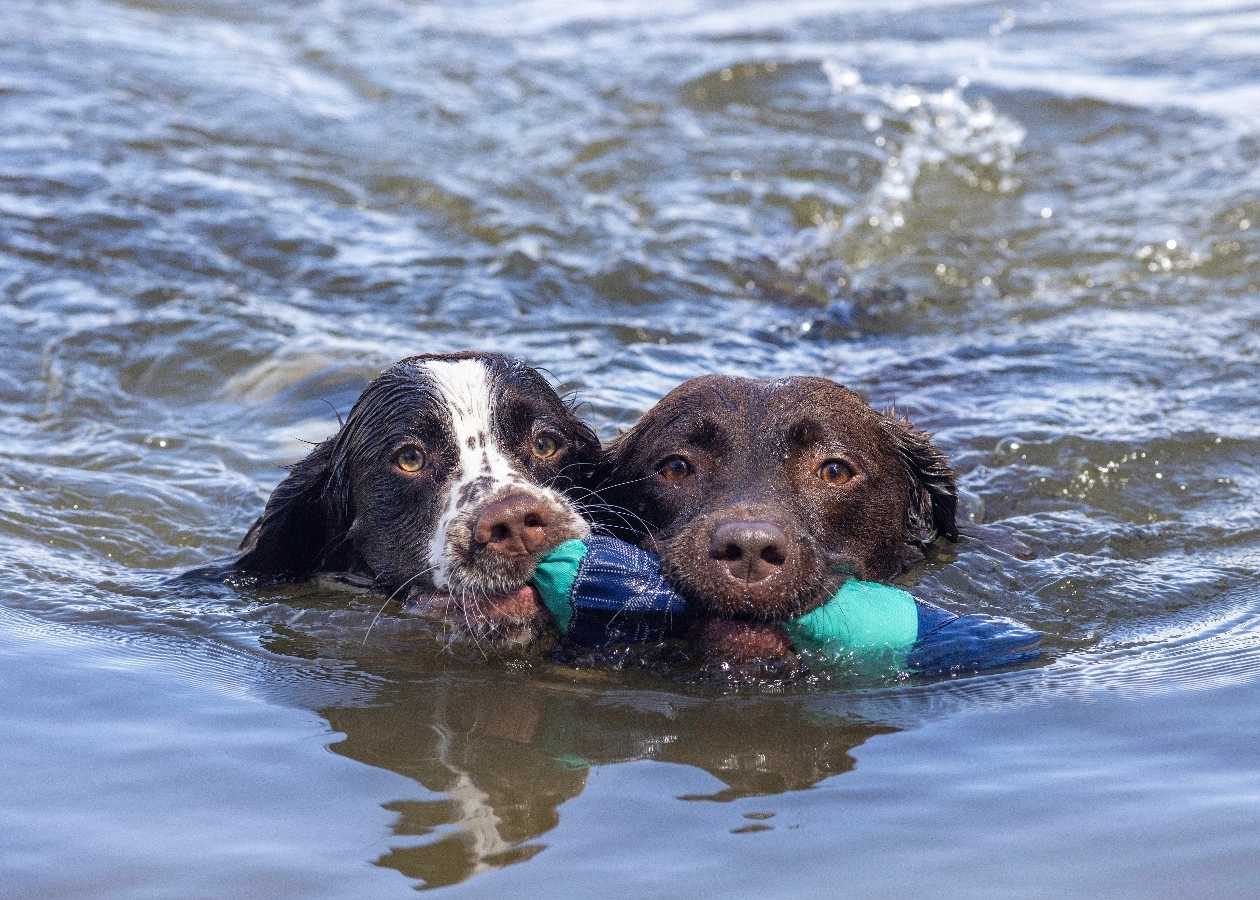 Image for Acme Dog Training Working Dogs item -easy website, Website Builder, Obedience training, Simple Website, Positive reinforcement, Company Website, New Website, Agility training, Canine behavior, New Company, Free Website, Easy Website